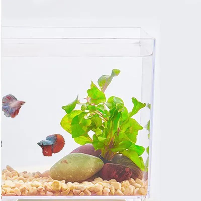 Aquarium Fish Small - Fabrieksgroothandel Kleine Viskom voor Thuis, Tafel,