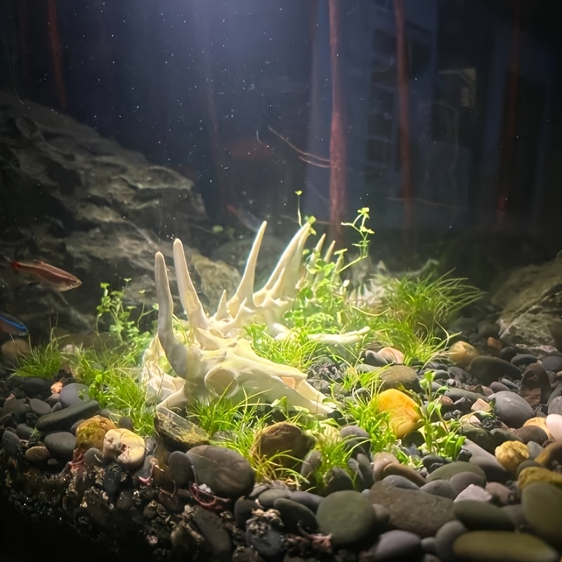 1 stuk drakenvormige visgraatd - Aquarium Fish Dragon recensie en prijs