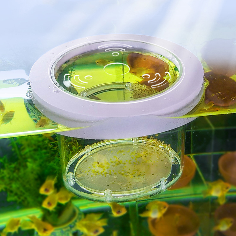 Opgeschort Aquarium Fokken Iso - Box Fish In Aquarium recensie en prijs