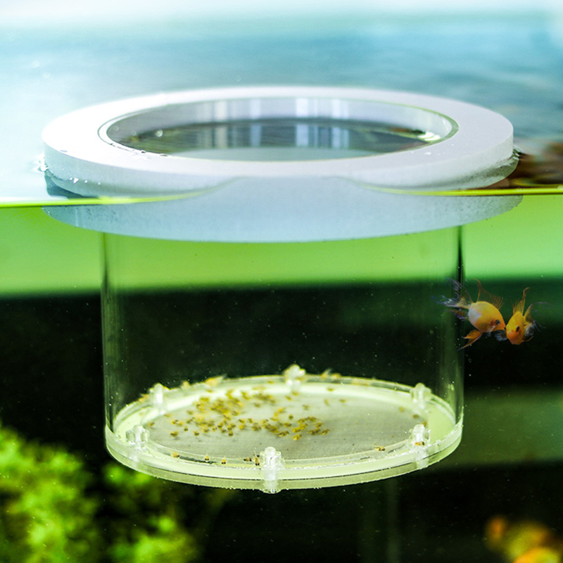Opgeschort Aquarium Fokken Iso - Box Fish In Aquarium recensie en prijs