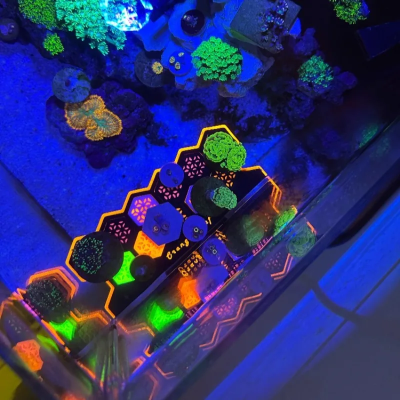 Fluorescerende koraalfragmente - Aquarium Fish Reproduction recensie en prijs