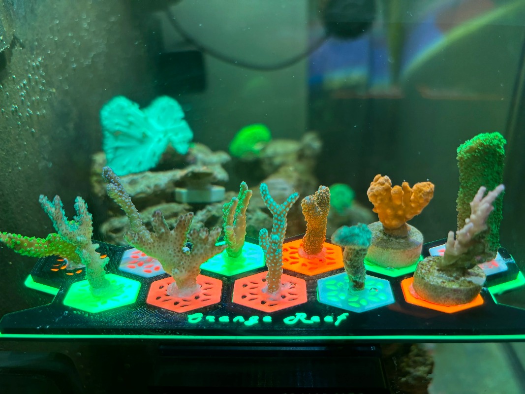Fluorescerende koraalfragmente - Aquarium Fish Reproduction recensie en prijs
