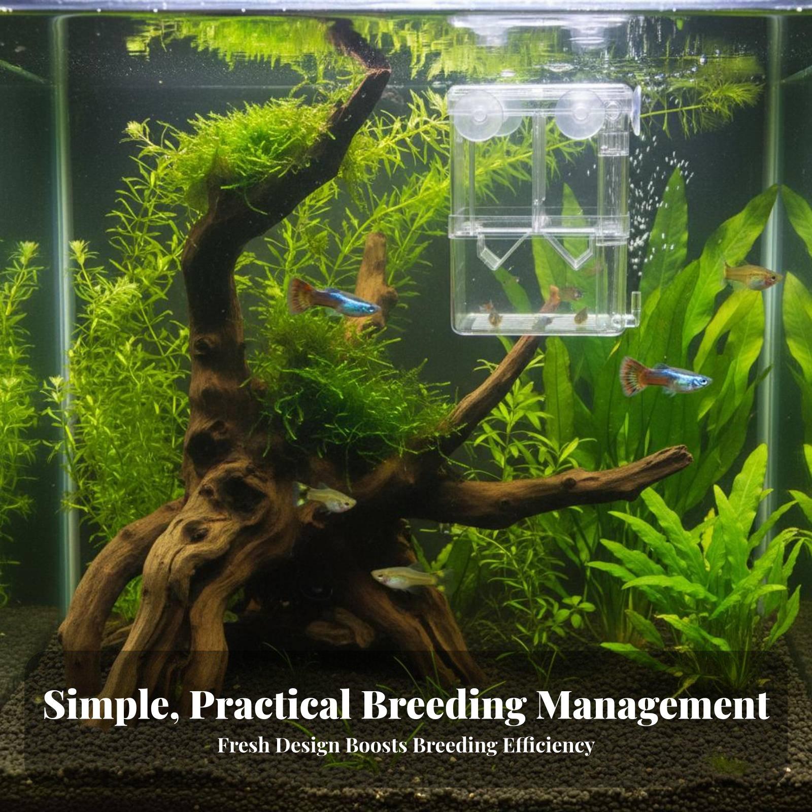 Dubbellaagse aquariumkweektank - Box Fish In Aquarium recensie en prijs
