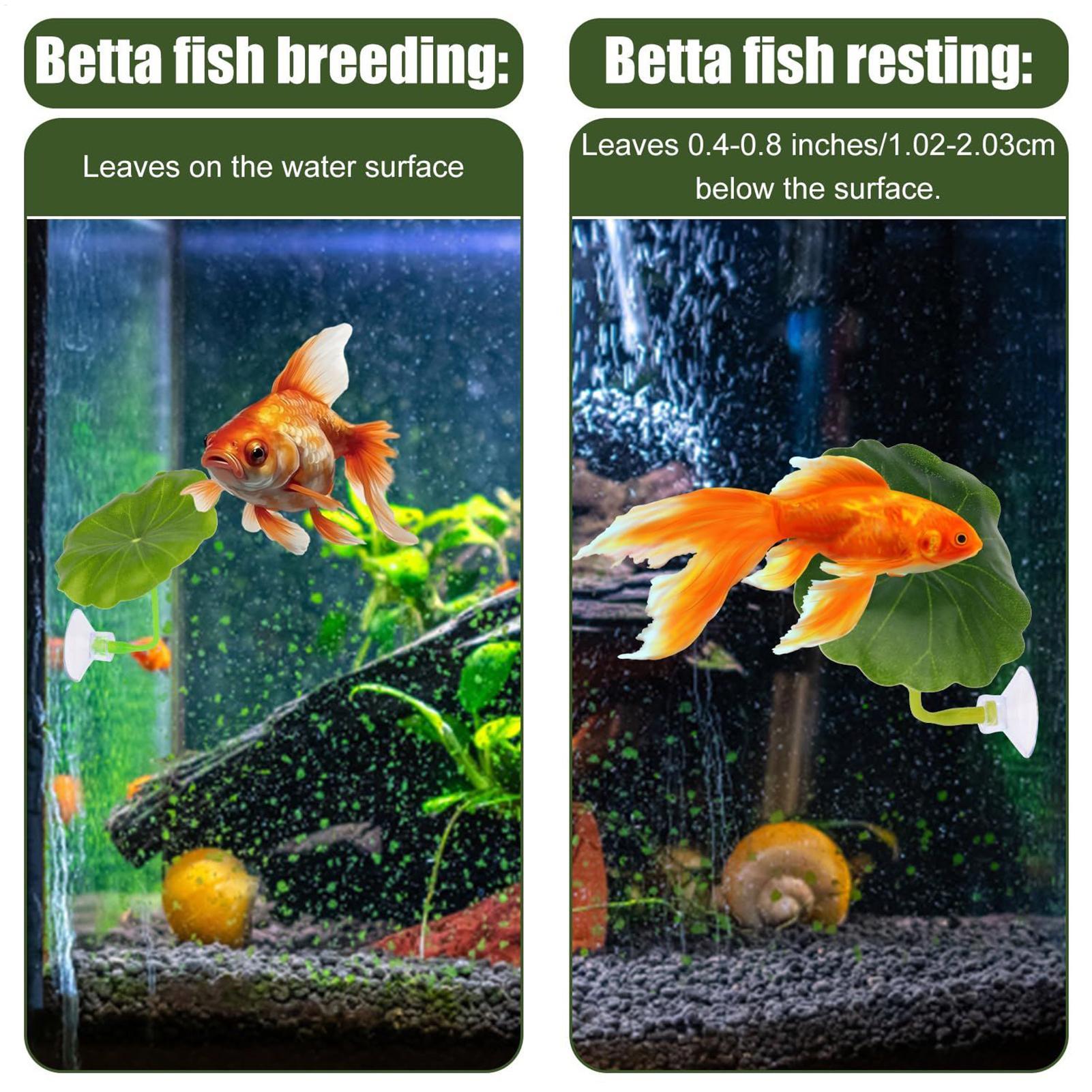 Betta Fish Hangmat 5-delig Ver - Fish Toy In Aquarium recensie en prijs