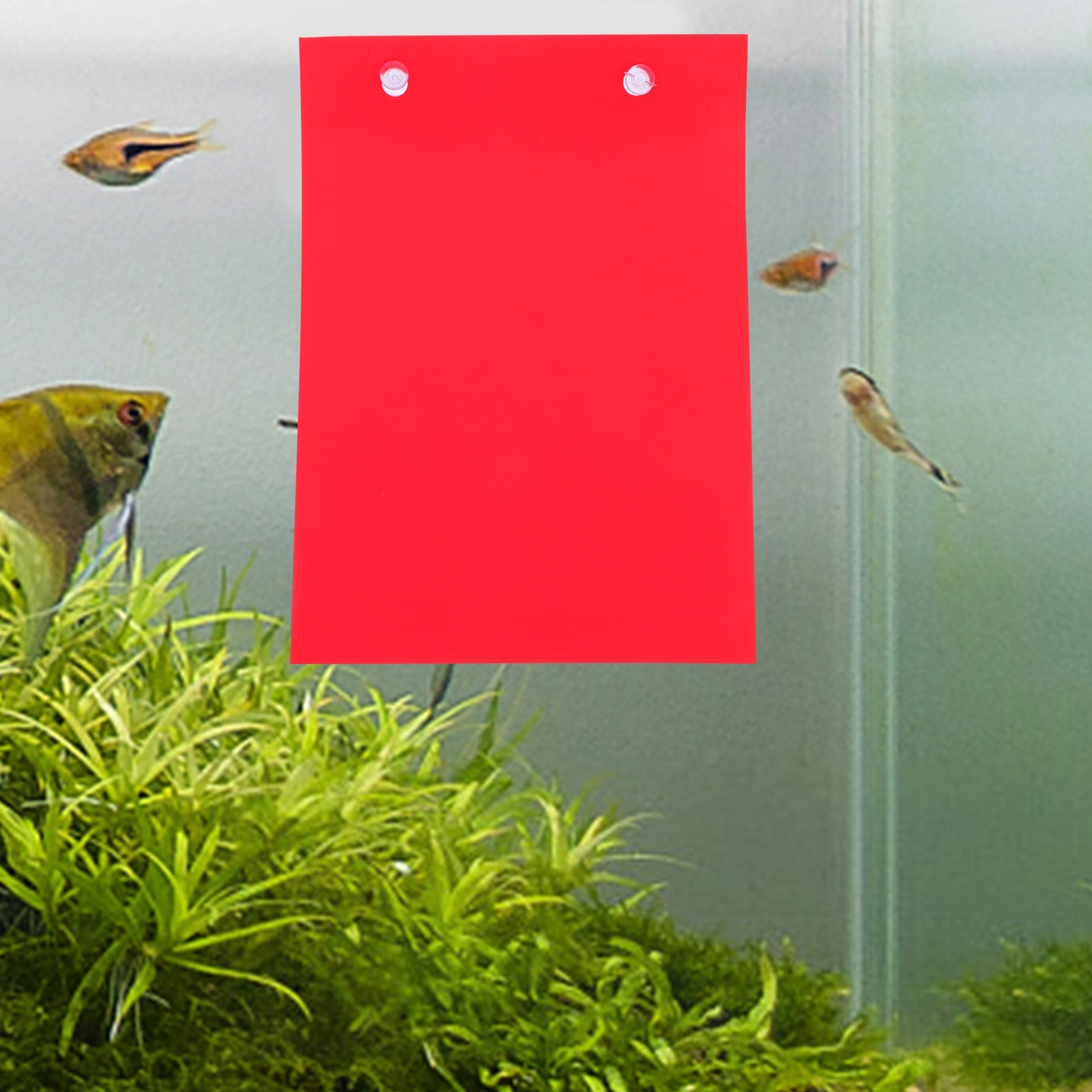 4-delige viskweekplaat voor aq - Aquarium Fish Reproduction recensie en prijs